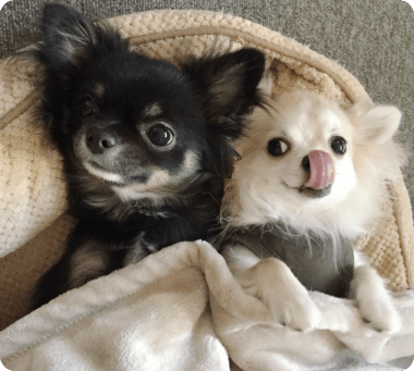 イメージ画像です